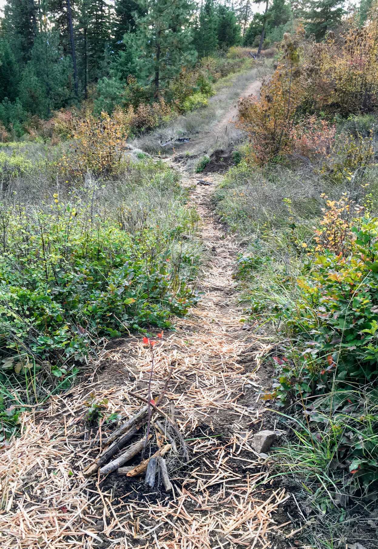 Shrub on obliterated trail